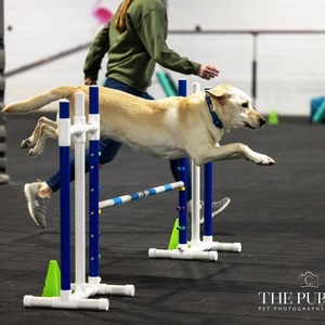 Fundraising Page: Allison Baal